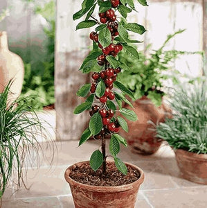 Rainier Cherry Fruit Seeds | 🔥GET FREE PLANT GROWTH SERUM🔥