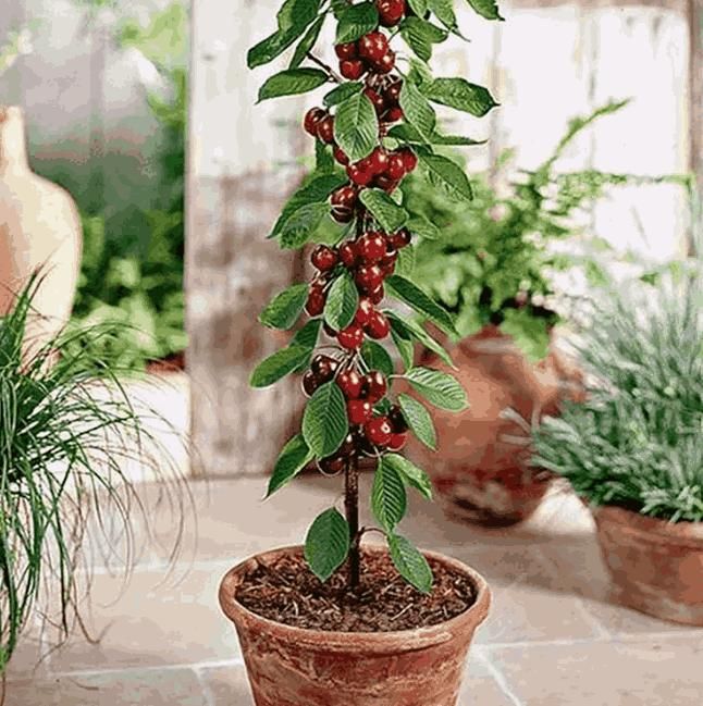 Rainier Cherry Fruit Seeds | 🔥GET FREE PLANT GROWTH SERUM🔥