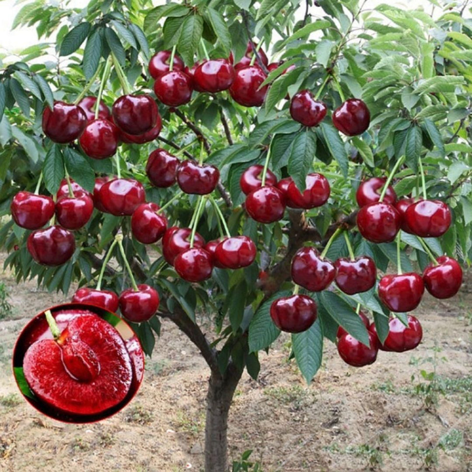 Rainier Cherry Fruit Seeds | 🔥GET FREE PLANT GROWTH SERUM🔥