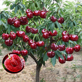 Rainier Cherry Fruit Seeds | 🔥GET FREE PLANT GROWTH SERUM🔥